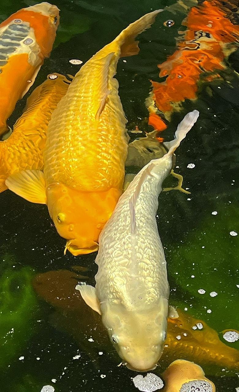 Launching System HFF Lelang