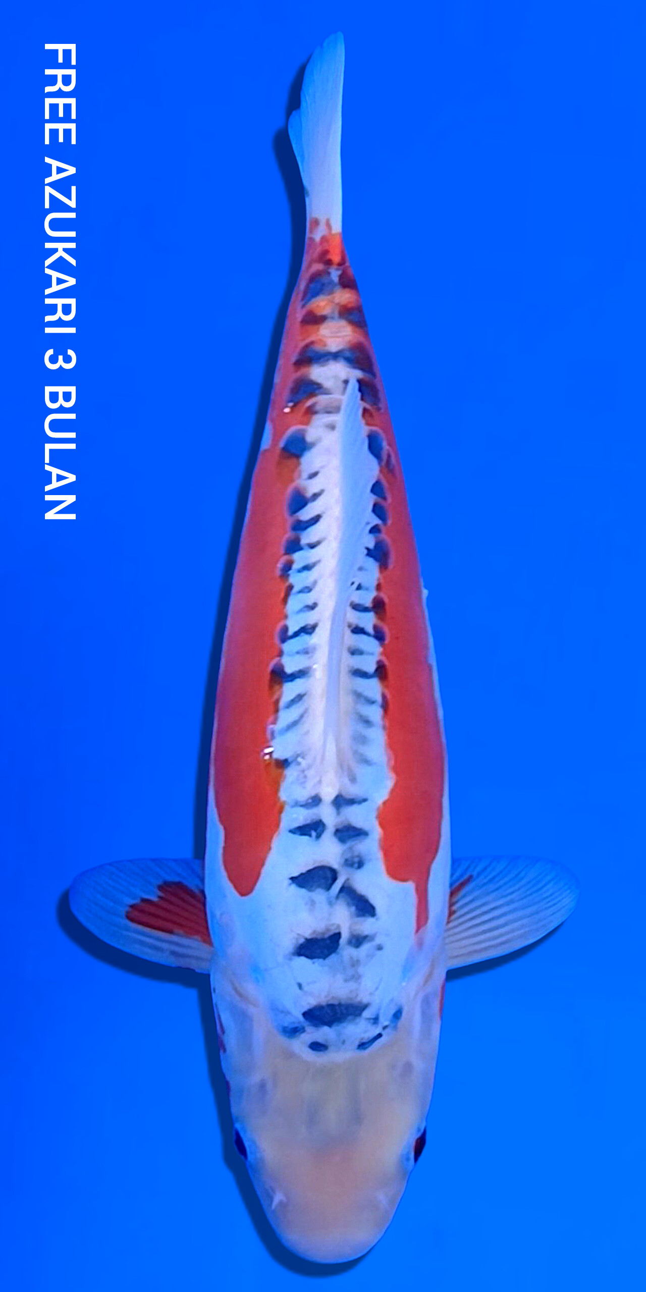 Azukari Shusui F1 Yamaju