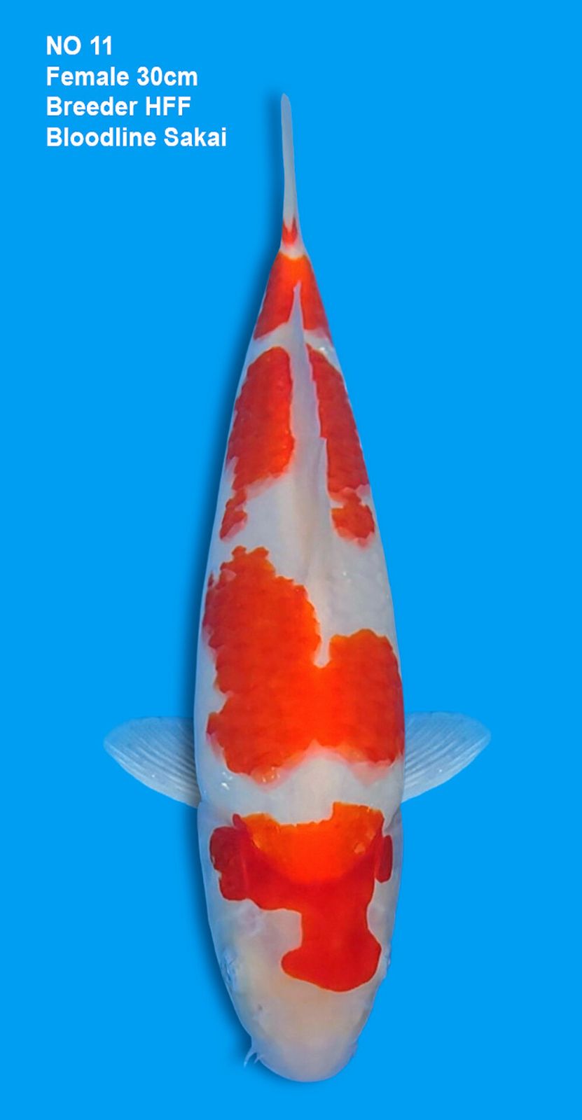 KOHAKU,FEMALE,30CM