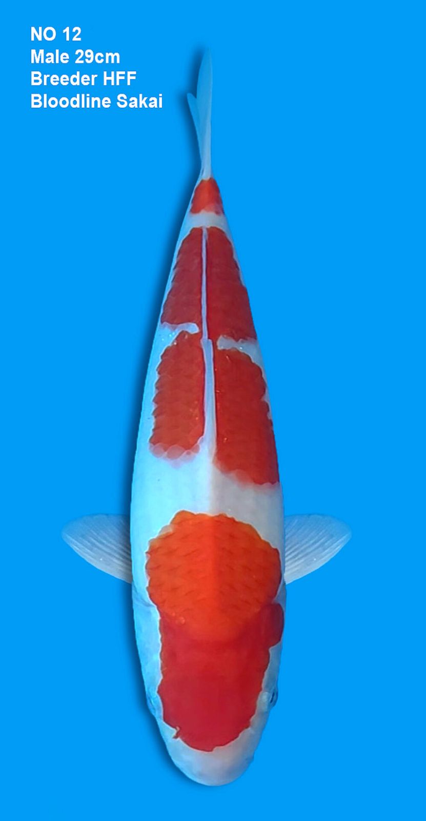 KOHAKU,MALE,29CM
