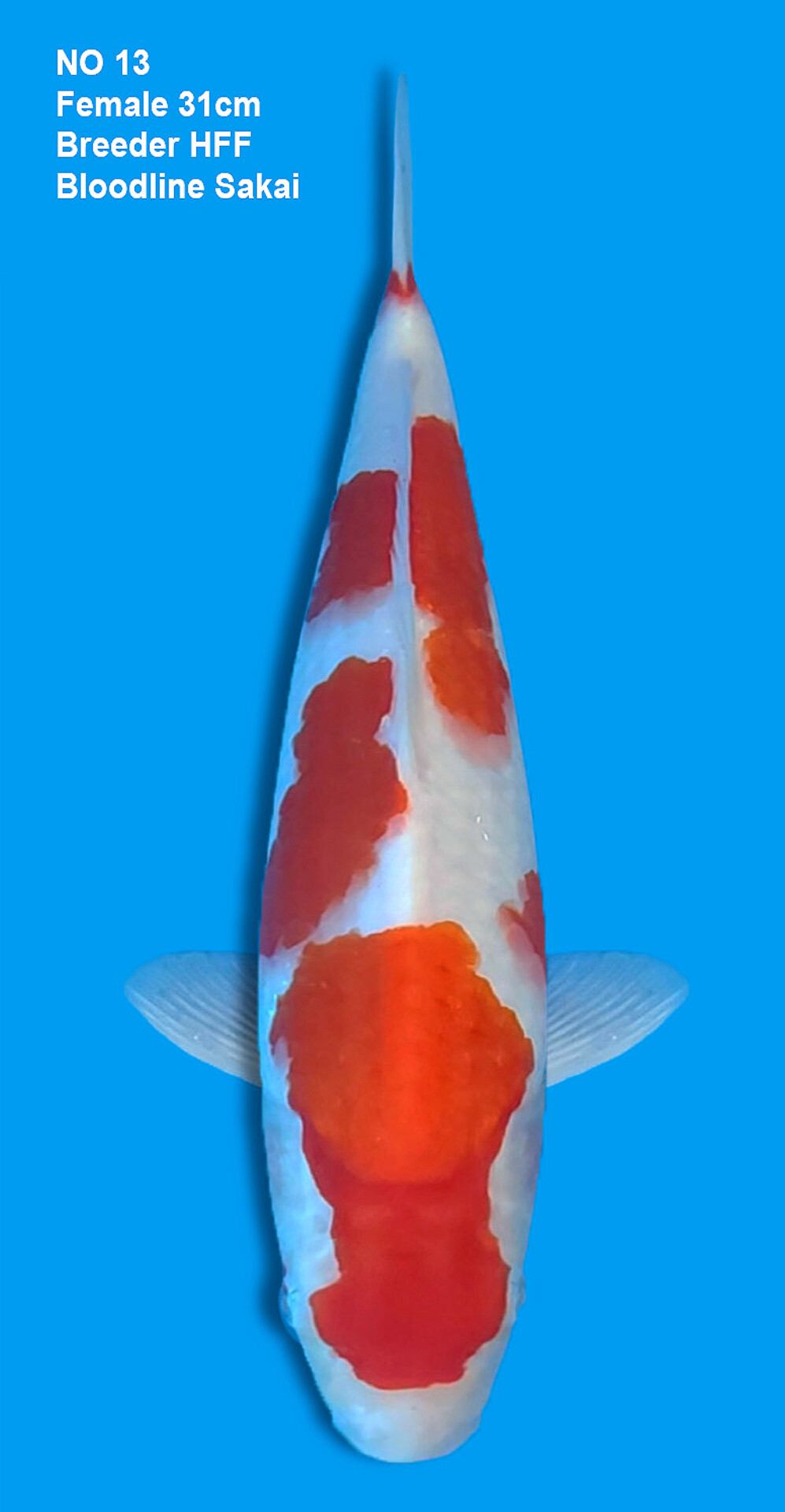 KOHAKU,FEMALE,31CM