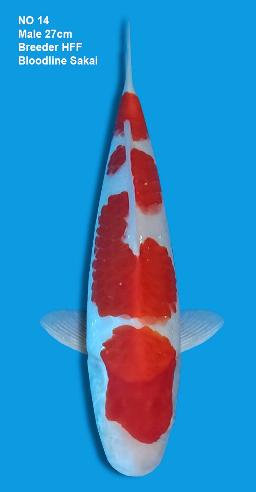 KOHAKU,MALE,27CM