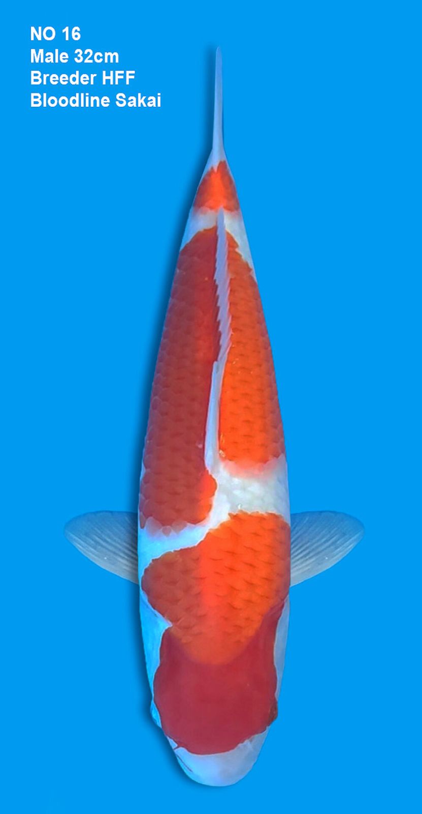 KOHAKU,MALE,32CM