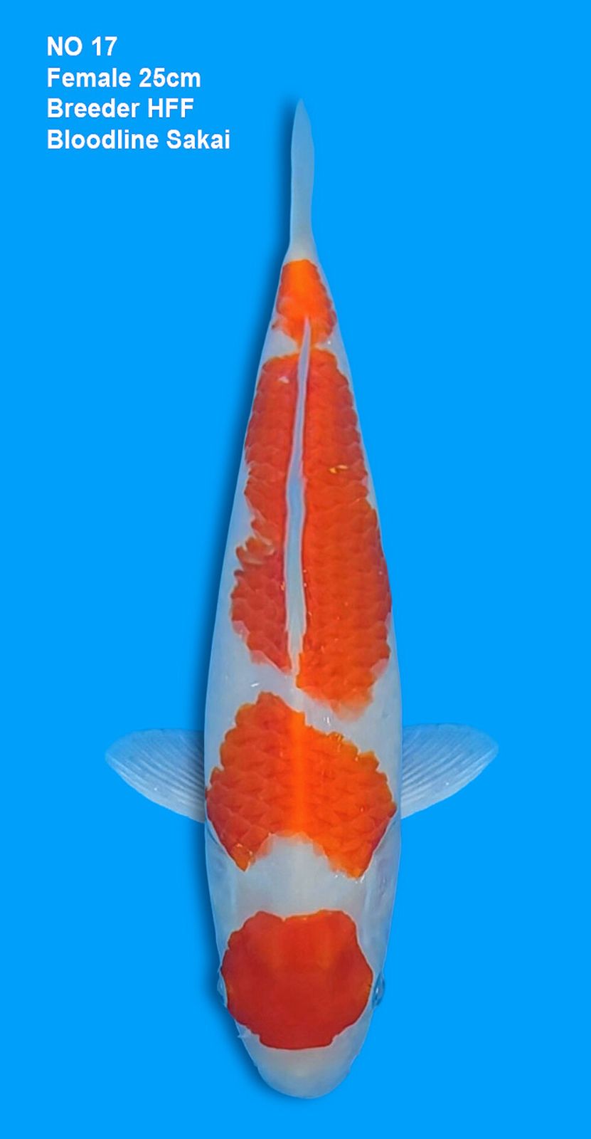 KOHAKU,FEMALE,25CM