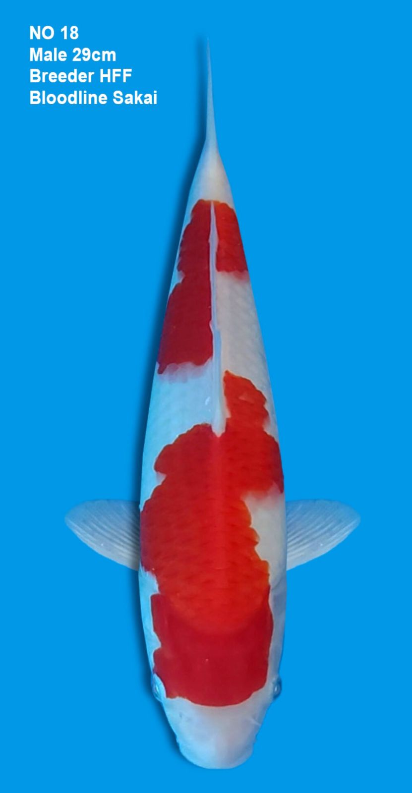 KOHAKU,MALE,29CM