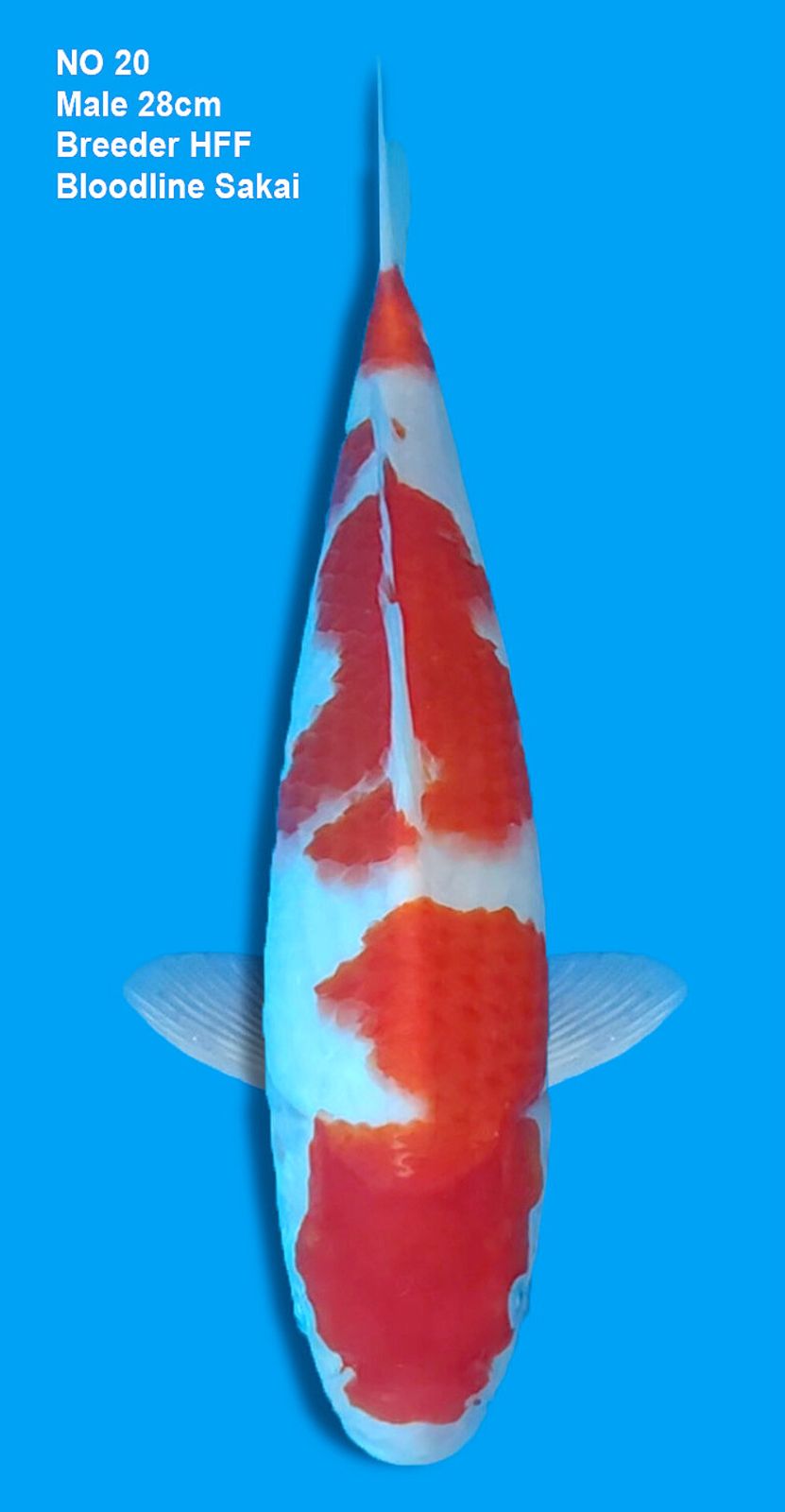 KOHAKU,MALE,28CM