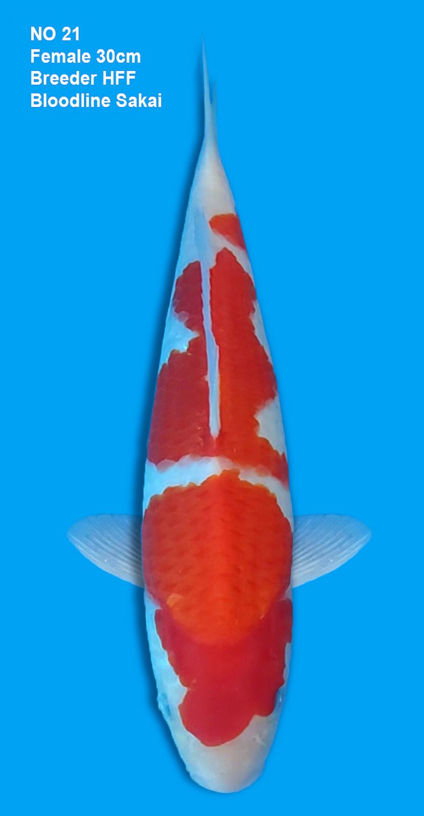 KOHAKU,FEMALE,30CM