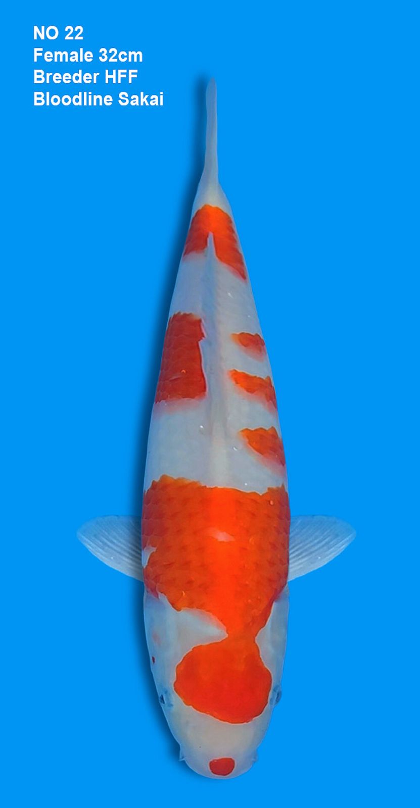 KOHAKU,FEMALE,32CM