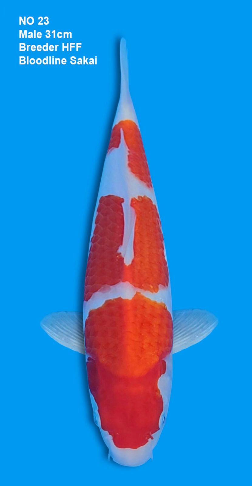 KOHAKU,MALE,31CM