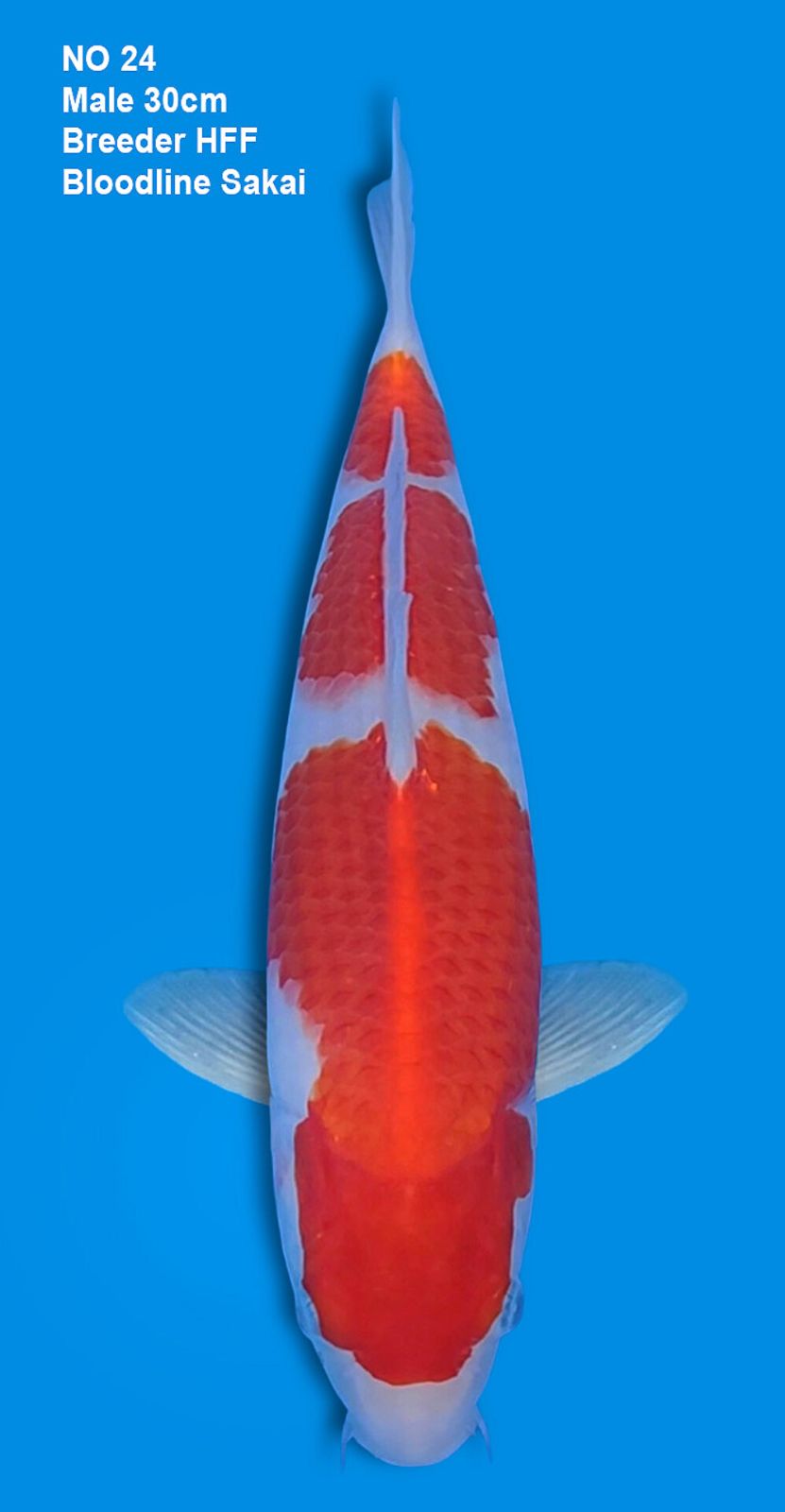 KOHAKU,MALE,30CM