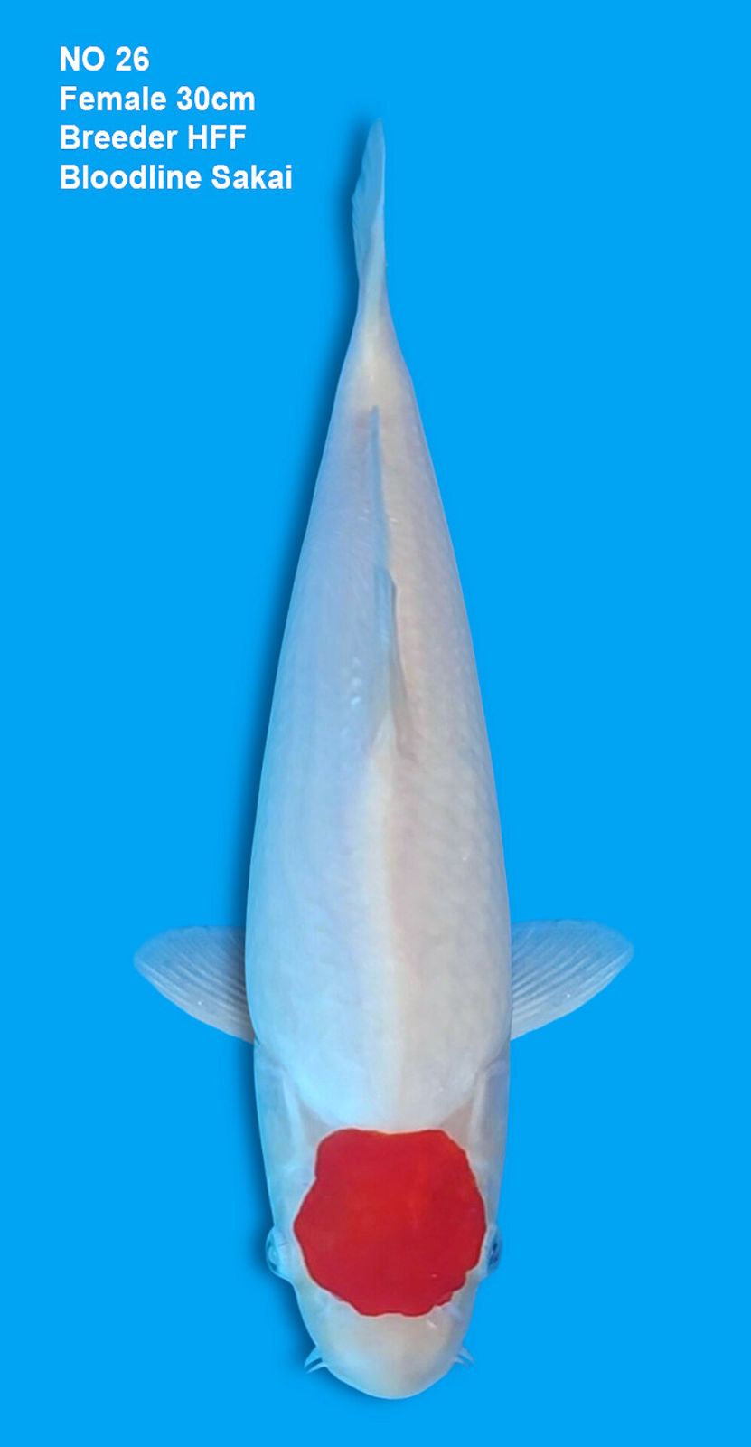TANCHO KOHAKU,FEMALE,30CM