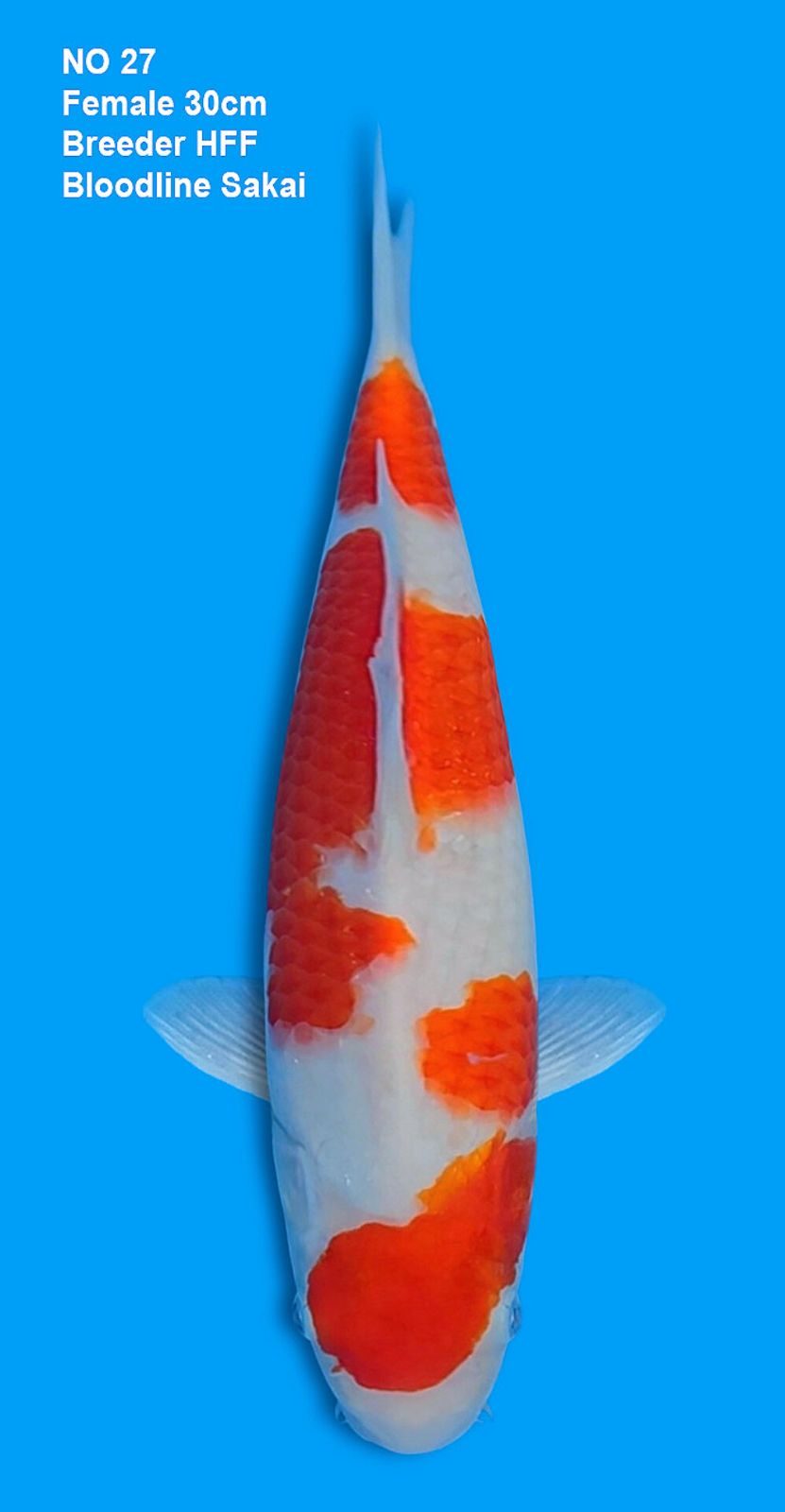 KOHAKU,FEMALE,30CM