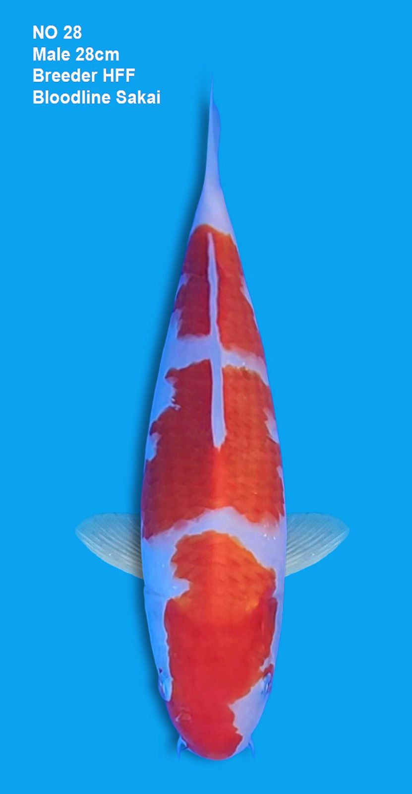 KOHAKU,MALE,28CM