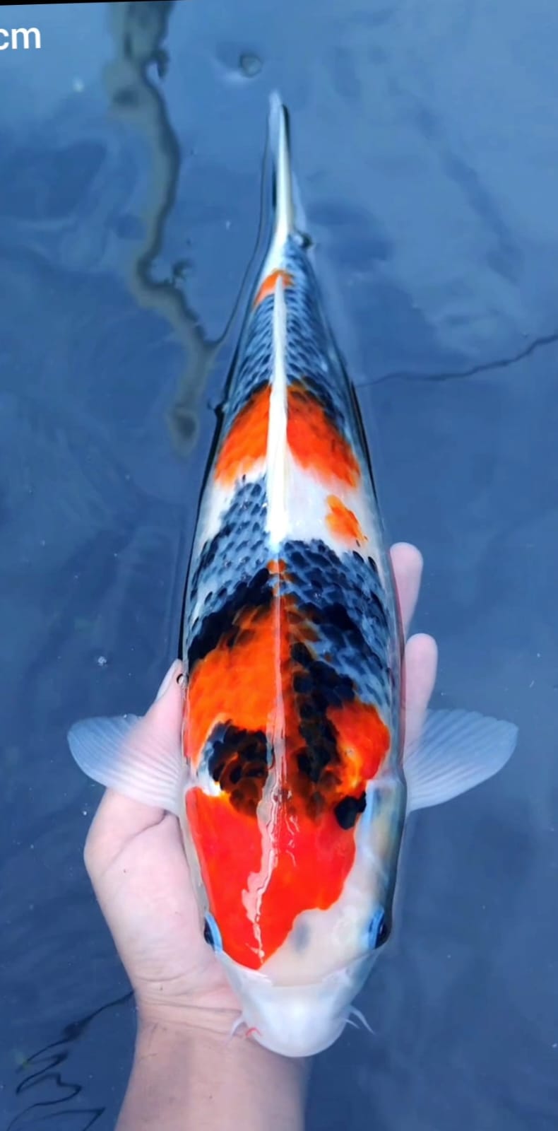 showa tategoi bahan keeping