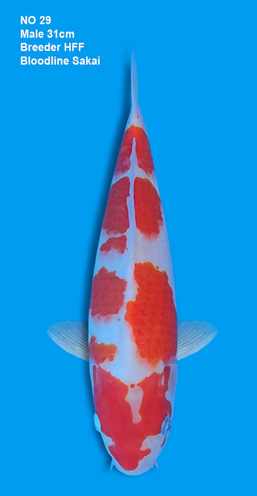 KOHAKU,MALE,31CM