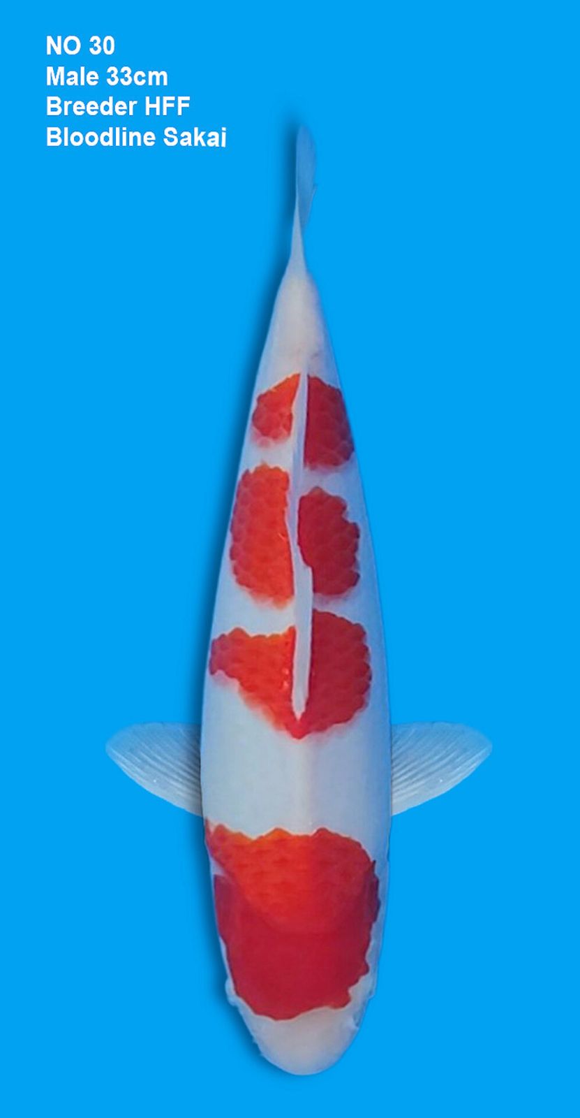 KOHAKU,MALE,33CM