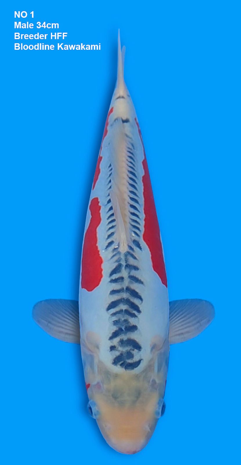 KEEPING CONTEST, SHUSUI BLOODLINE KAWAKAMI, BREEDER HFF