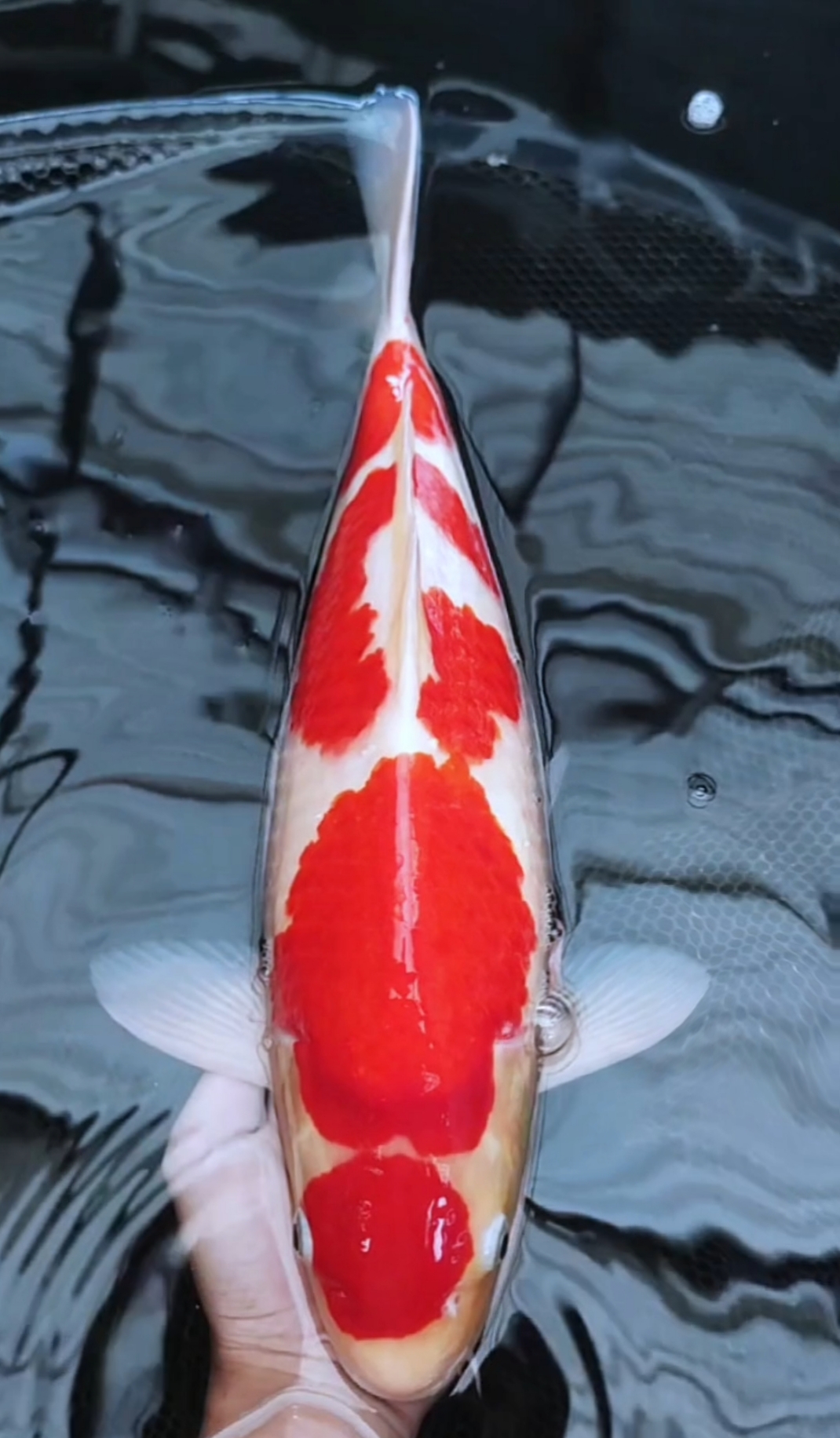 Kohaku bloodline matsue