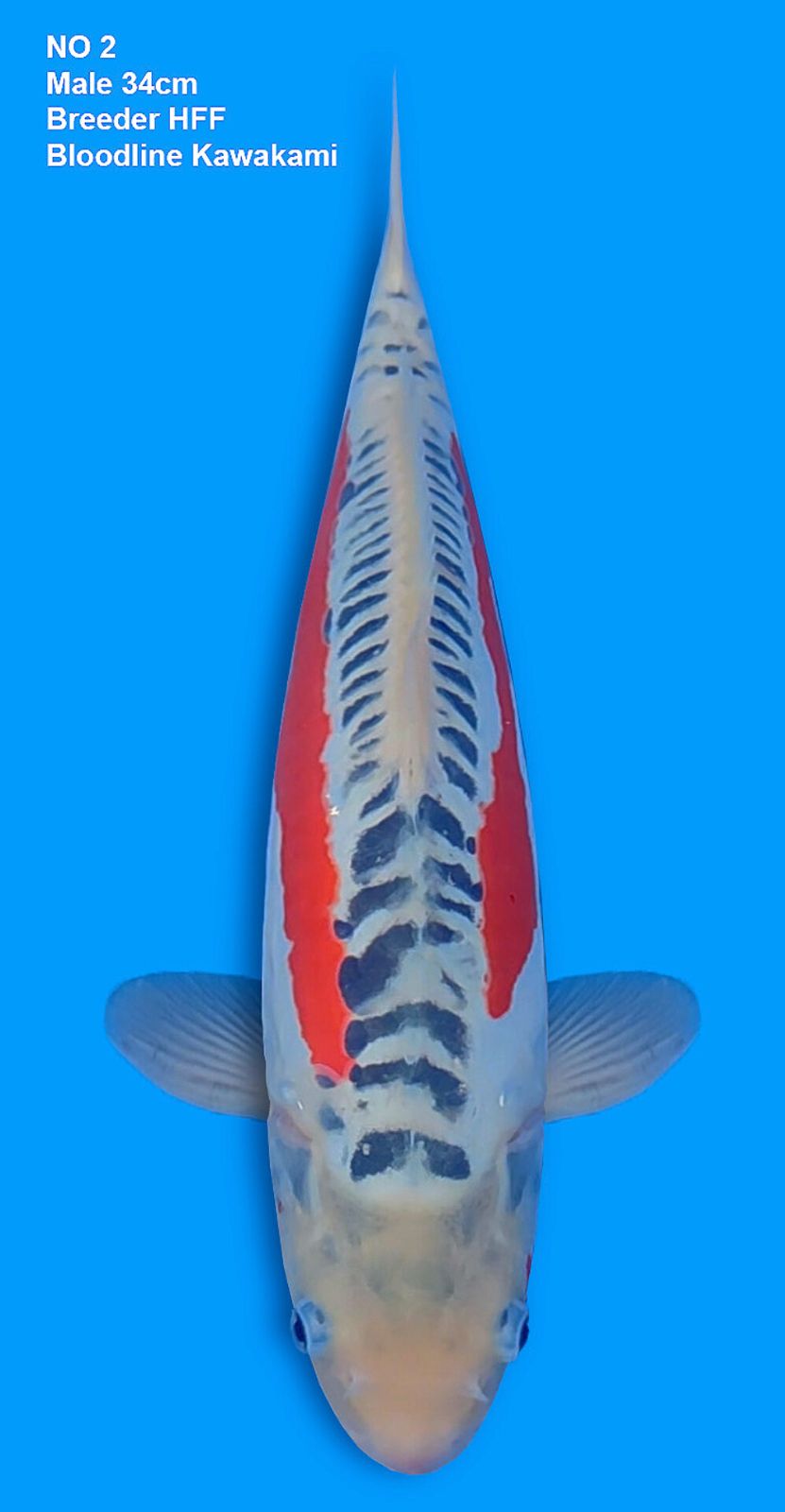 KEEPING CONTEST,SHUSUI BLOODLINE KAWAKAMI,BREEDER HFF