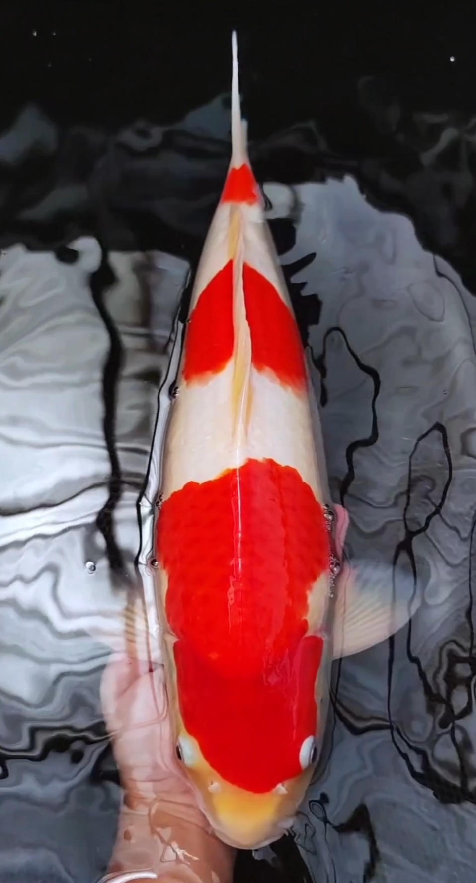 Bahan keeping prospek