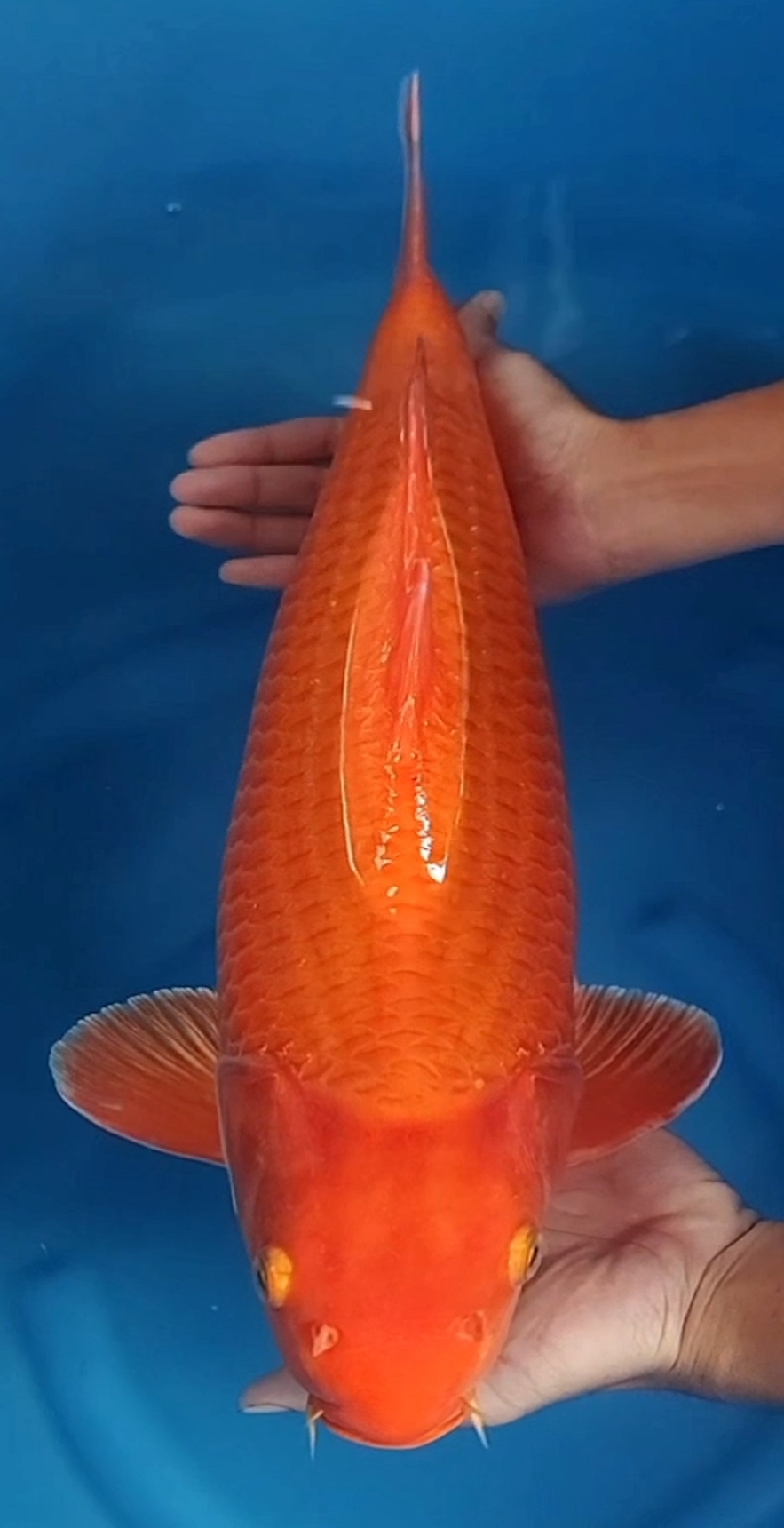 Jumbo prospek