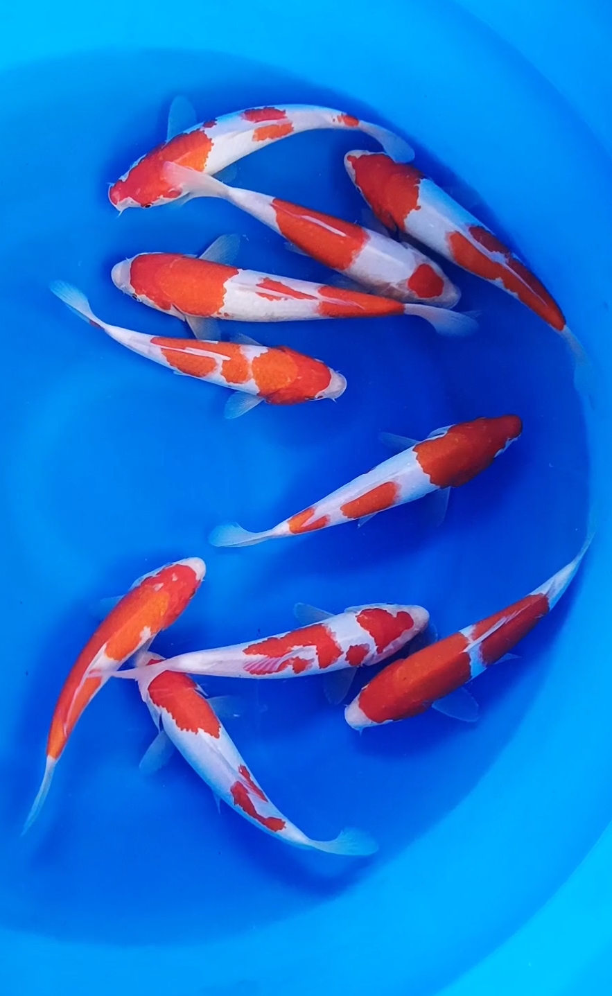 Kohaku