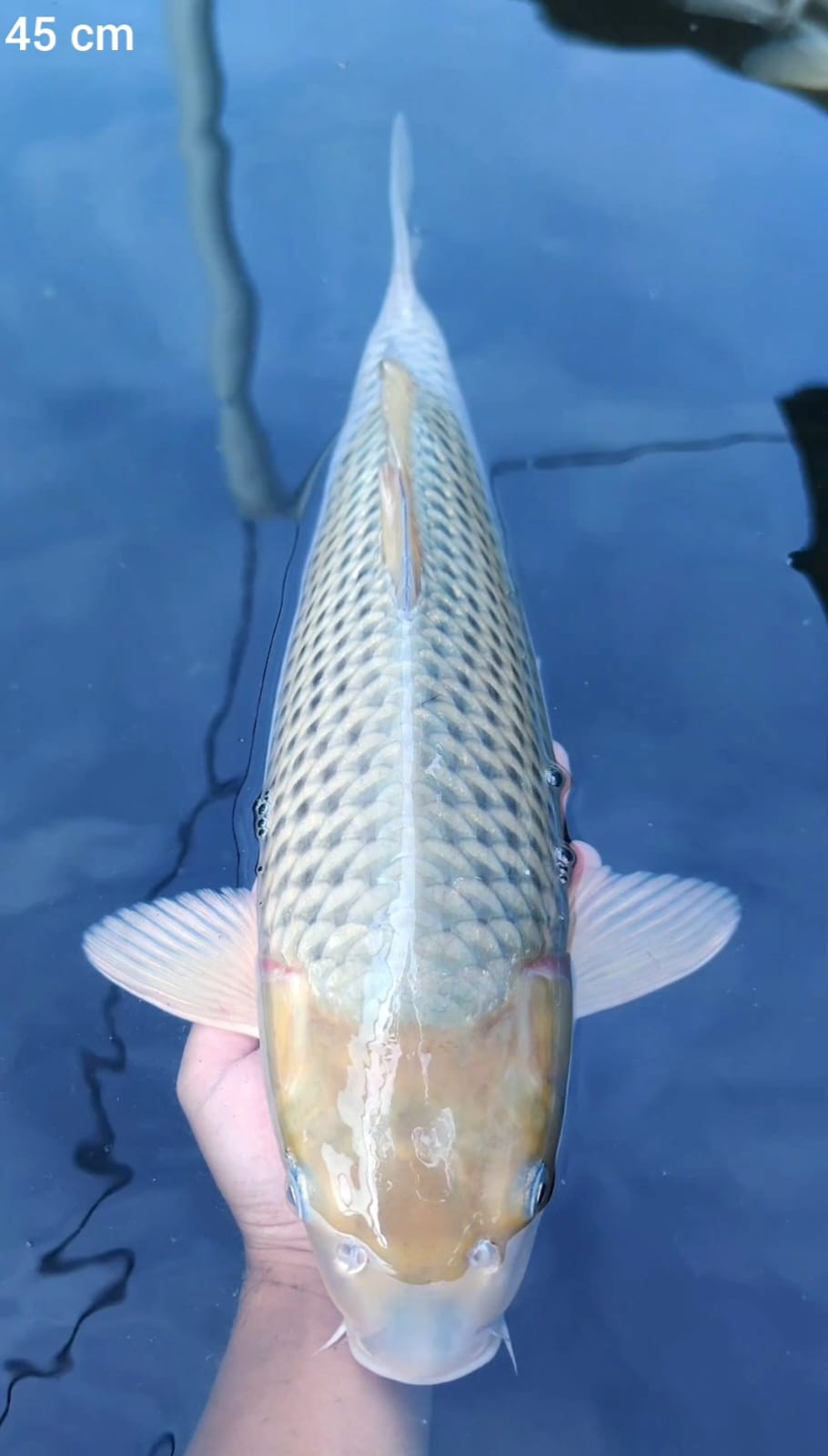 Lelang zona koi salatiga