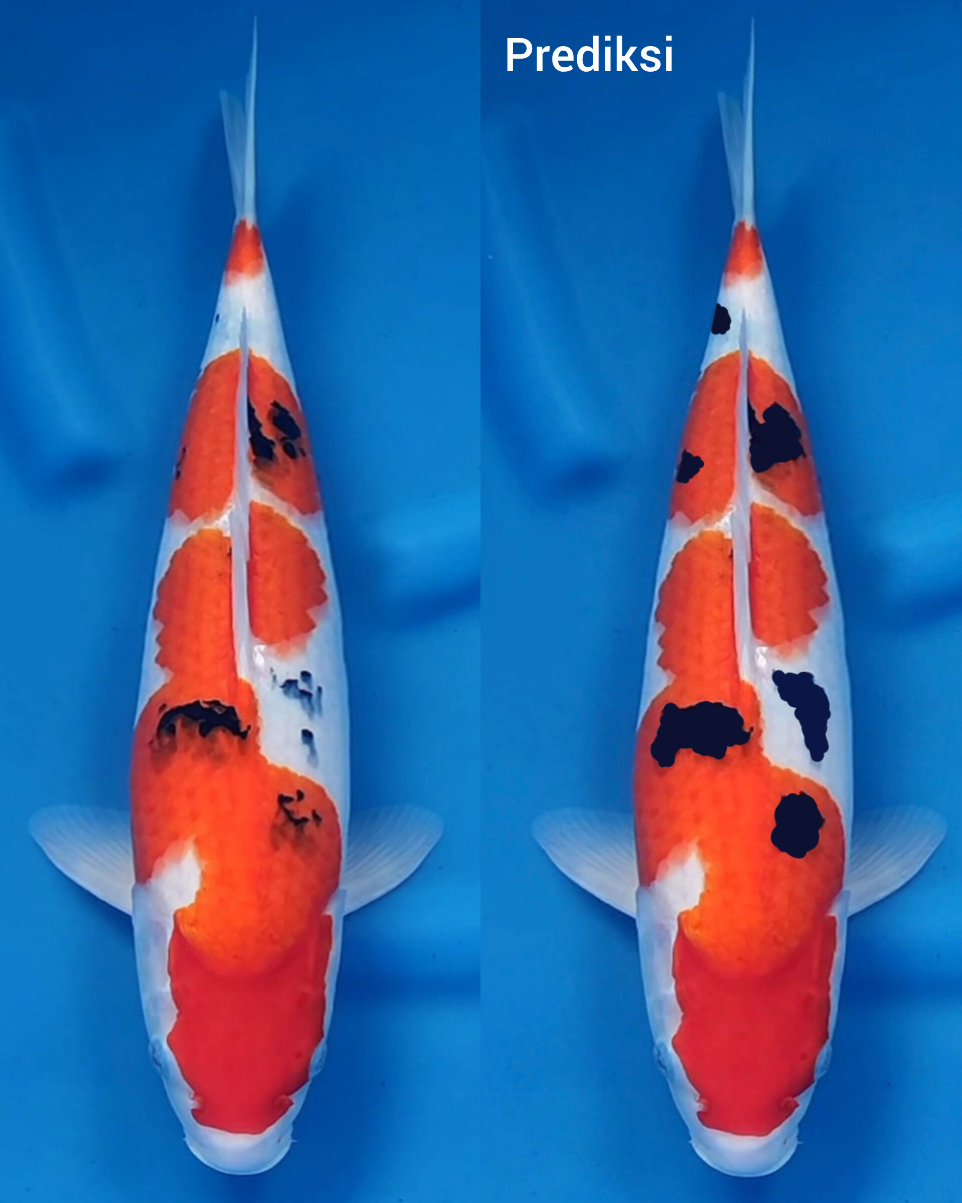 Tategoi prospek