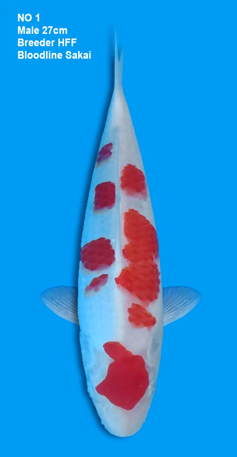 KOHAKU,MALE,27CM
