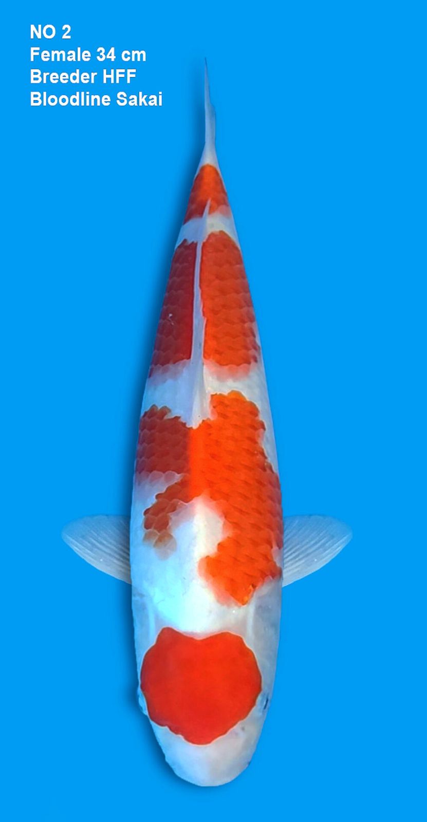 KOHAKU,FEMALE,34CM