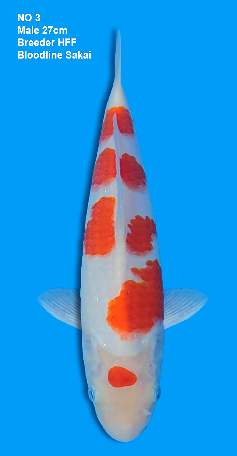 KOHAKU,MALE,27CM