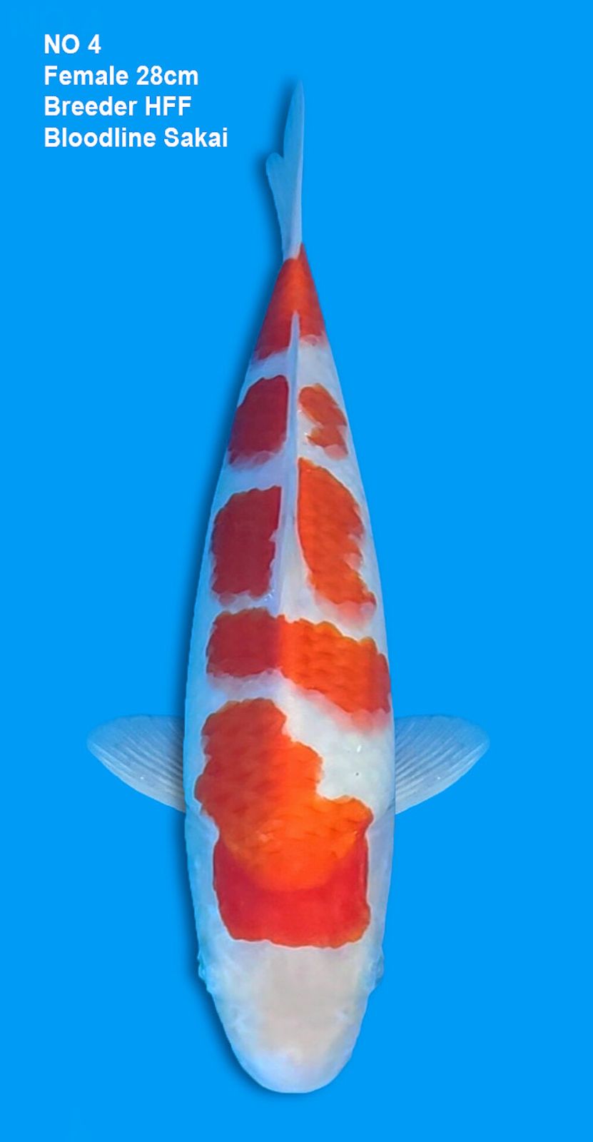 KOHAKU,FEMALE,28CM