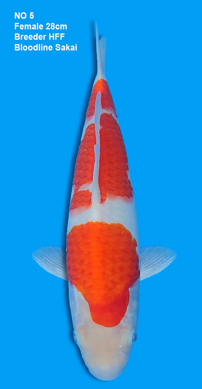 KOHAKU,FEMALE,28CM