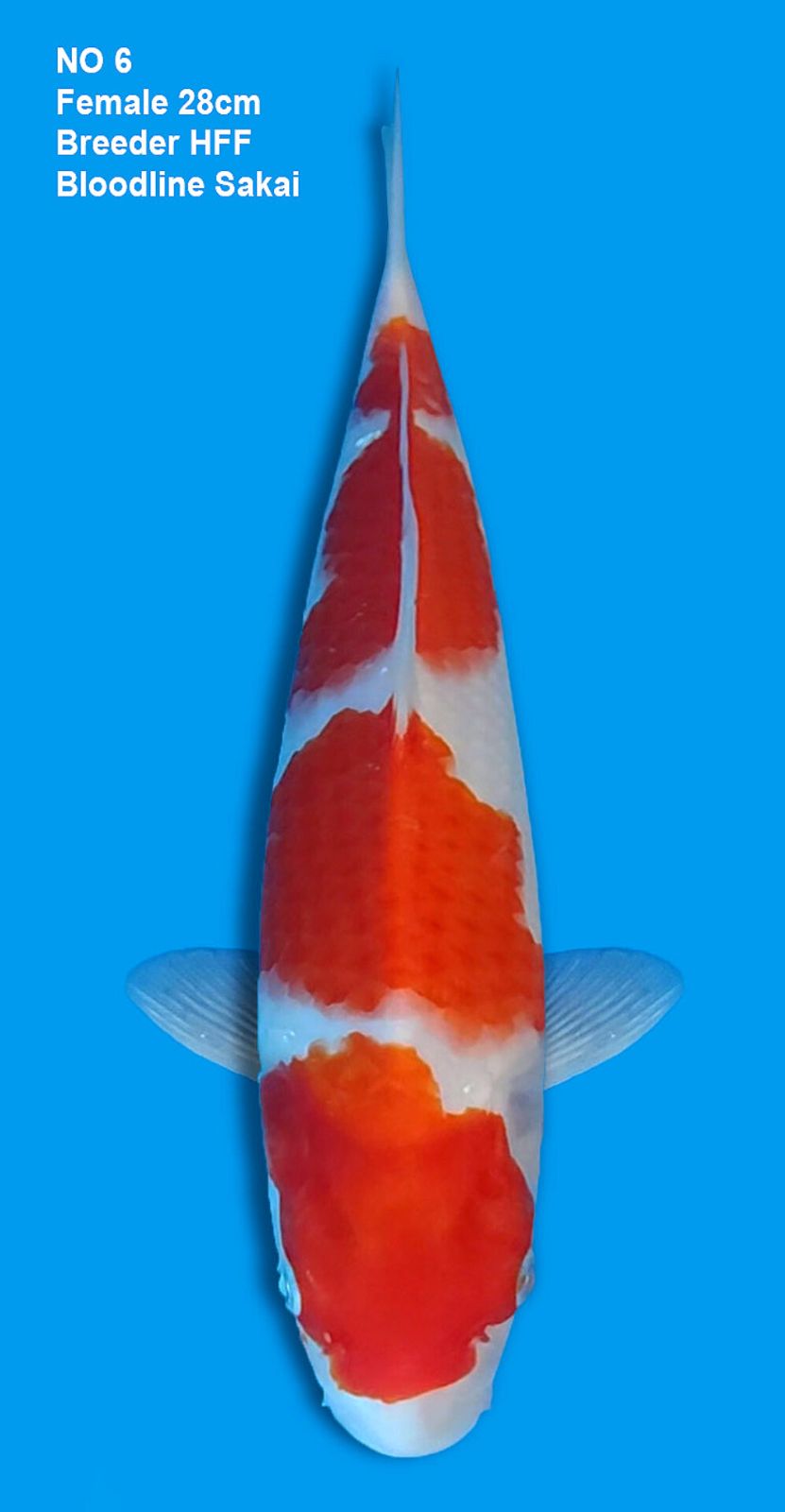 KOHAKU,FEMALE,28CM