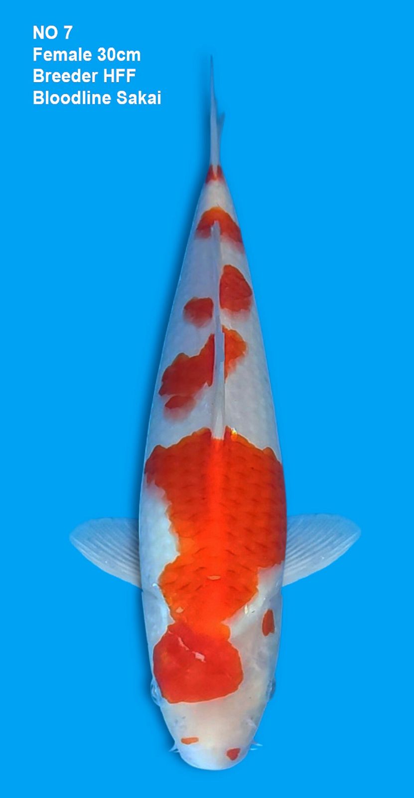 KOHAKU,FEMALE,30CM